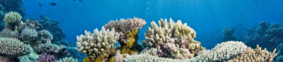 picture of coral reef